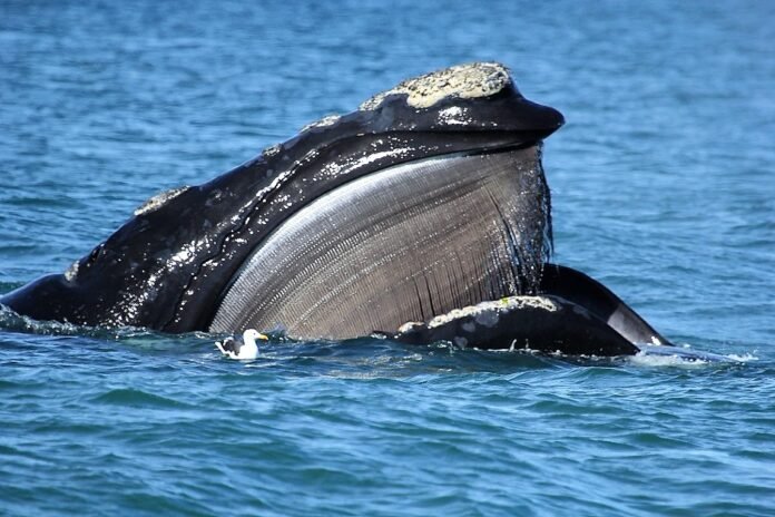 ballena en puerto de punta del este