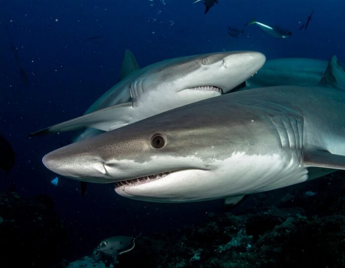 Tiburones en Uruguay