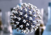 Nueva variante de gripe H3N2 en Uruguay: el MSP advierte posible circulación comunitaria Virus en un entorno de laboratorio