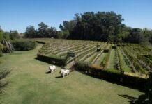 H. Stagnari presentará la primera edición de la Reina de la Vendimia Lanzamiento de la Reina de la Vendimia en H STAGNARI